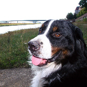 Hund
